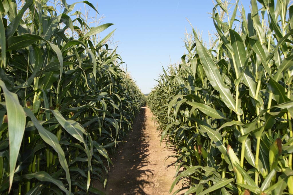A dirt path runs between tall rows of green maize plants under a clear blue sky, highlighting the role of crop modelling in advancing food security.