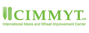 CIMMYT logo featuring green icons of maize and wheat, with text reading "International Maize and Wheat Improvement Centre," highlighting advances in Maize Ecophysiology and Multi-Stress Research.