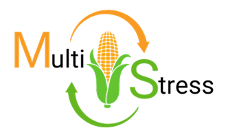 Logo with the word "MultiStress"; a maize cob replaces the "U" and "S," with orange and green arrows encircling the design, symbolising MultiStress Research in crop modelling.