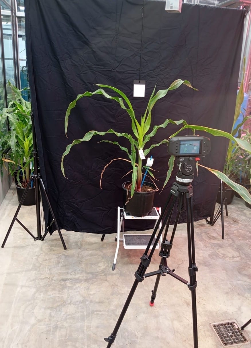 A potted maize plant is positioned in front of a black backdrop, with a camera on a tripod set up to photograph it in a glasshouse for ecophysiology research.