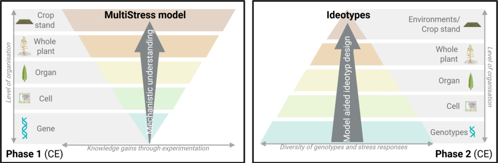 Diagram showing two pyramids: the left illustrates the MultiStress model, linking gene to crop stand in maize ecophysiology; the right shows Ideotypes, focused on model-aided design for improved food security.
