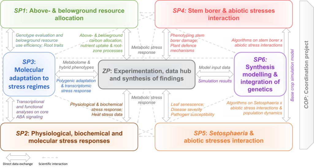 Flowchart depicting six interconnected research sub-projects and a central experimentation hub, focusing on plant resource allocation, genetics, MultiStress Research, and data coordination for climate-resilient agriculture.