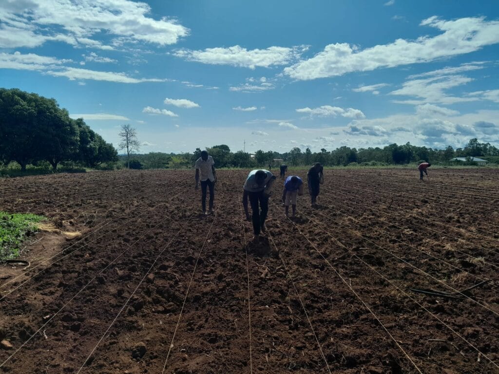 Several people are planting crops in evenly spaced rows on a large, tilled field under a blue sky with scattered clouds—an effort supporting climate-resilient agriculture and enhancing food security.