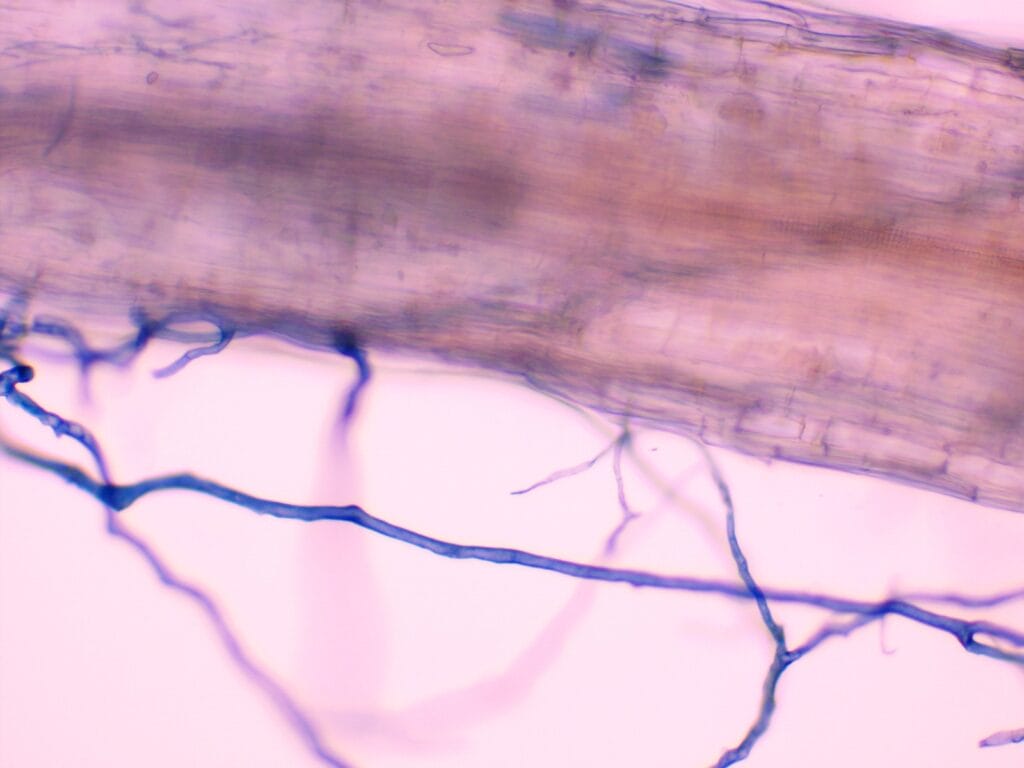 Microscopic view of a plant root with thin, branching root hairs against a light pink background, highlighting structures crucial to ecophysiology and Multi-Stress Research.
