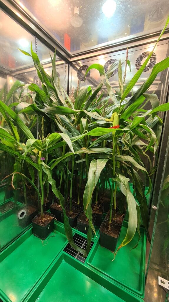 Several potted maize plants growing in a controlled environment chamber with green trays and reflective metal walls, supporting MultiStress Research and crop modelling studies.