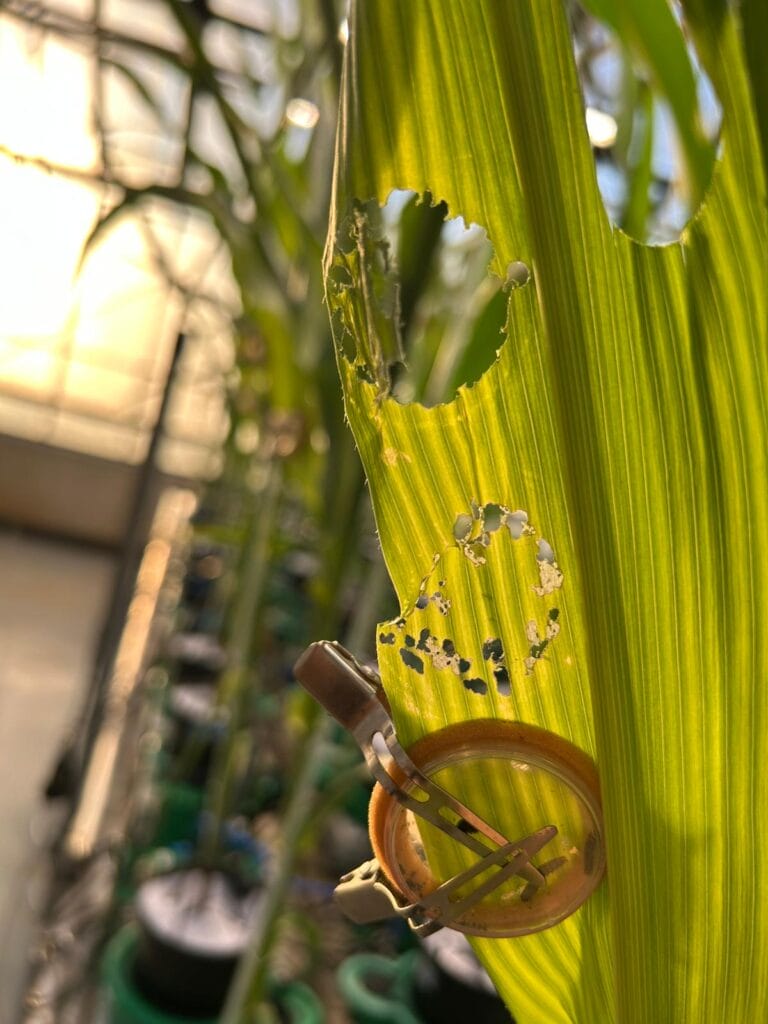 A close-up of a green leaf with round holes and bite marks, held by a brown clip—an example studied in MultiStress Research to advance climate-resilient agriculture, with potted plants blurred in the background.