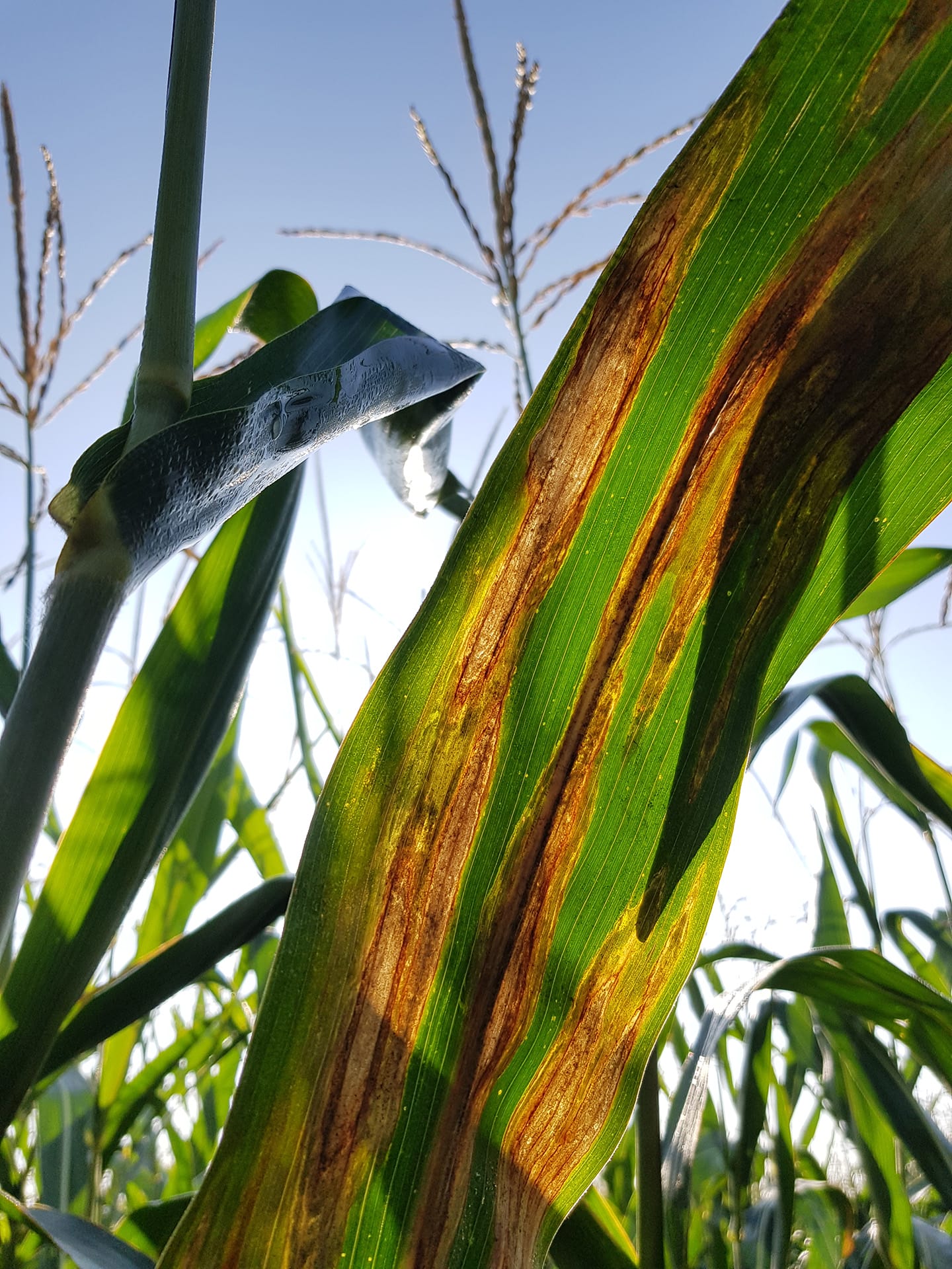 Close-up of a maize leaf with brown streaks and discolouration, indicating signs of disease or stress—valuable insight for MultiStress Research and climate-resilient agriculture—with other maize plants and a clear sky in the background.