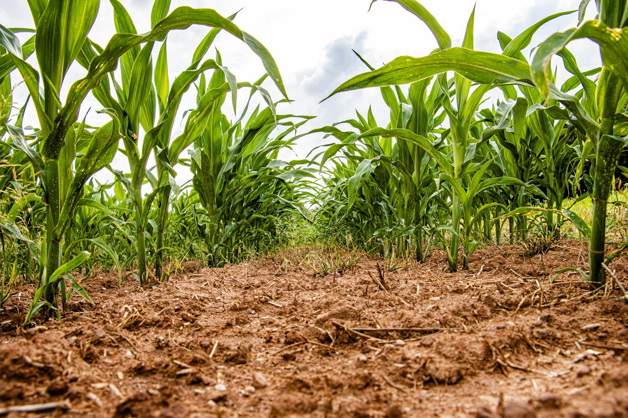 Vivid green corn plants growing in a row in a German field during summer.