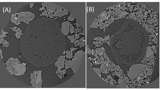 Two greyscale microscope images labelled A and B show cross-sections of plant stems surrounded by irregularly shaped particles, highlighting structures relevant to food security and climate-resilient agriculture.