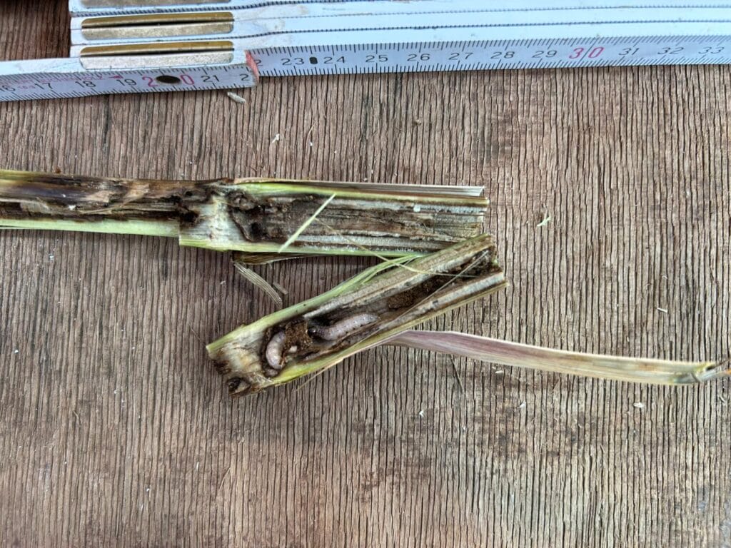 Two pieces of split maize stem with discolouration are placed on a wooden surface next to a folding ruler showing measurements in centimetres, illustrating Ecophysiology studies for MultiStress Research.