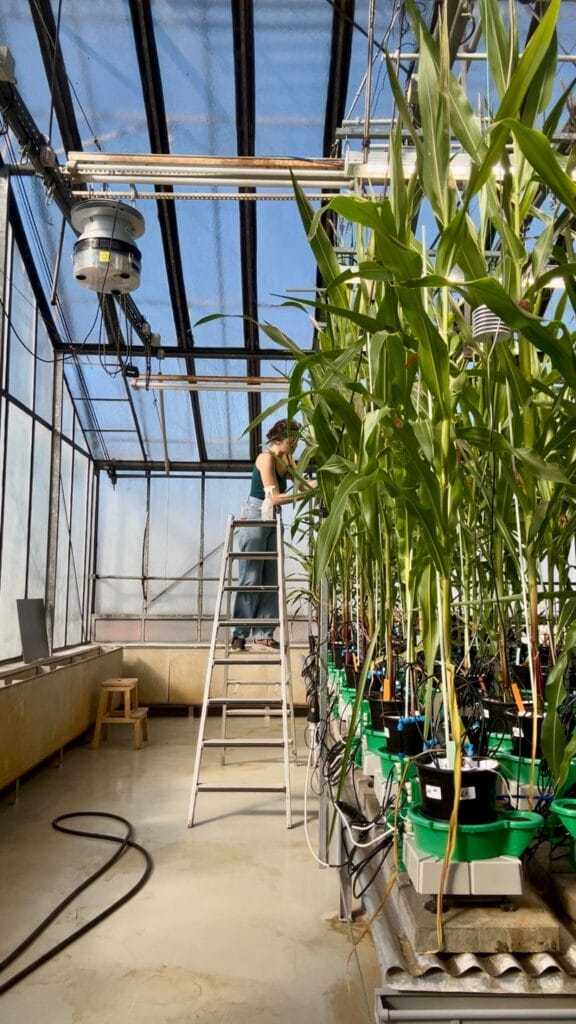 A person stands on a ladder in a glasshouse, tending to tall plants connected to scientific equipment and sensors as part of MultiStress Research in ecophysiology.