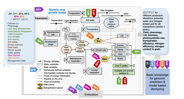 Flowchart depicting a generic crop growth model with inputs, parameters, processes, and outputs for predicting yield and related traits using physiological and environmental data.